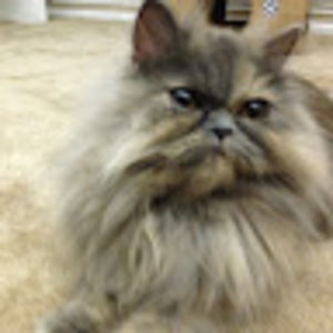 Meet your Posher, Jamie